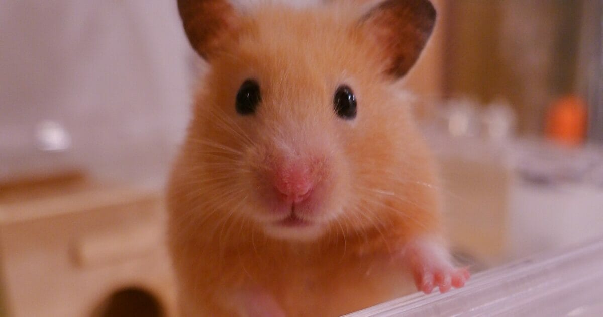 1 ハムスターと私 Popeye Web