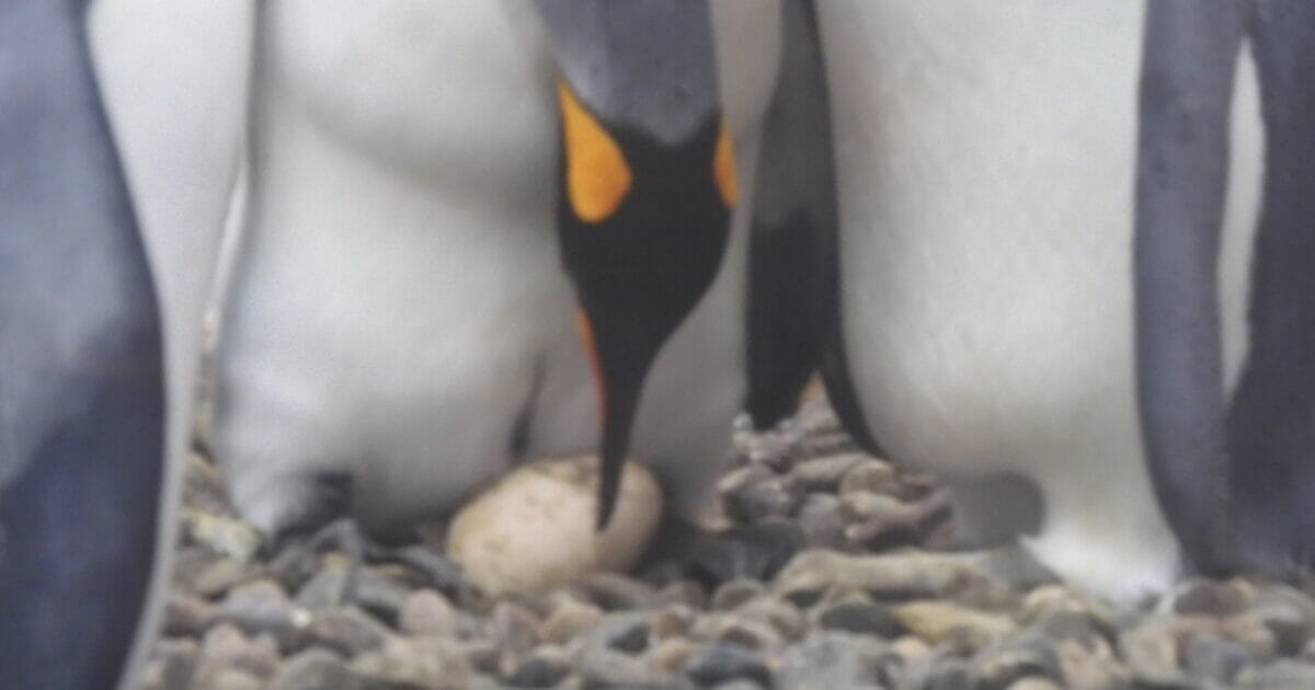 2】キングペンギン／旭山動物園園長による、1ヶ月限定コラム連載