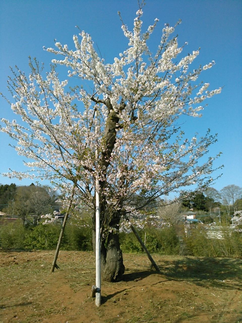 土気の本寿寺へ移植された桜の木。