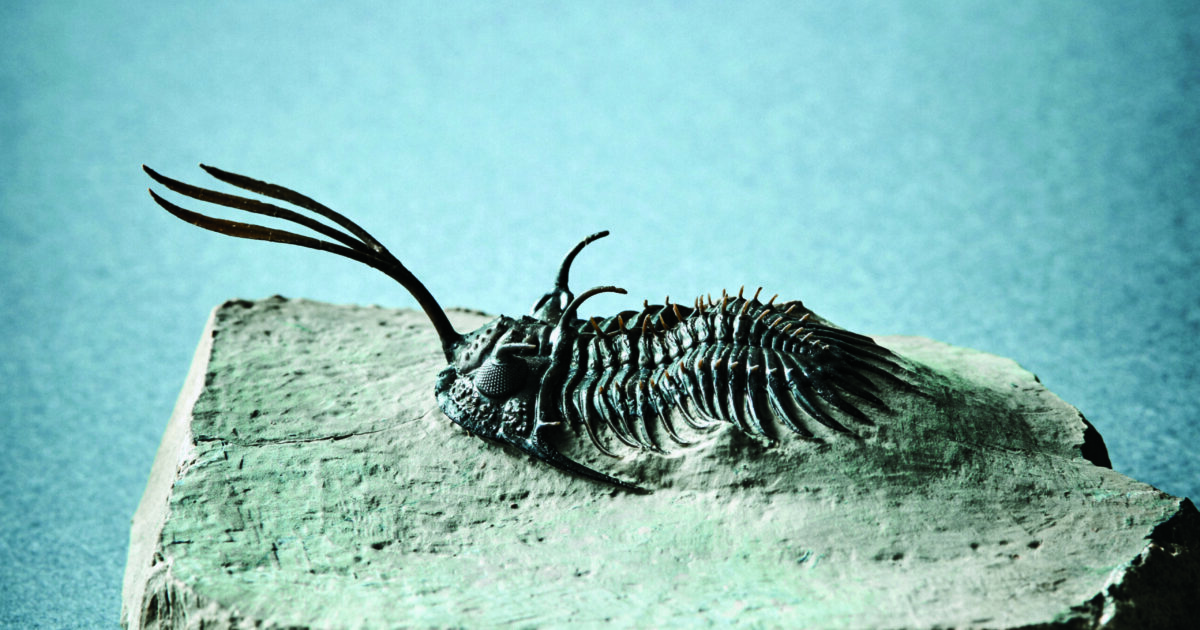 三葉虫　極上個体　足多数保存のトリアルトルス 三葉虫極上個体足多数保存のトリアルトルス