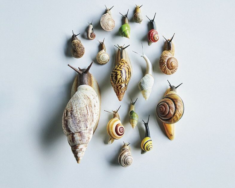 貝標本　カタツムリ　カワニシマイマイ他セット品 楽天市場】(貝) 琥珀オナジマイマイ （殻径約1.5-2cm）3匹 : ネオス