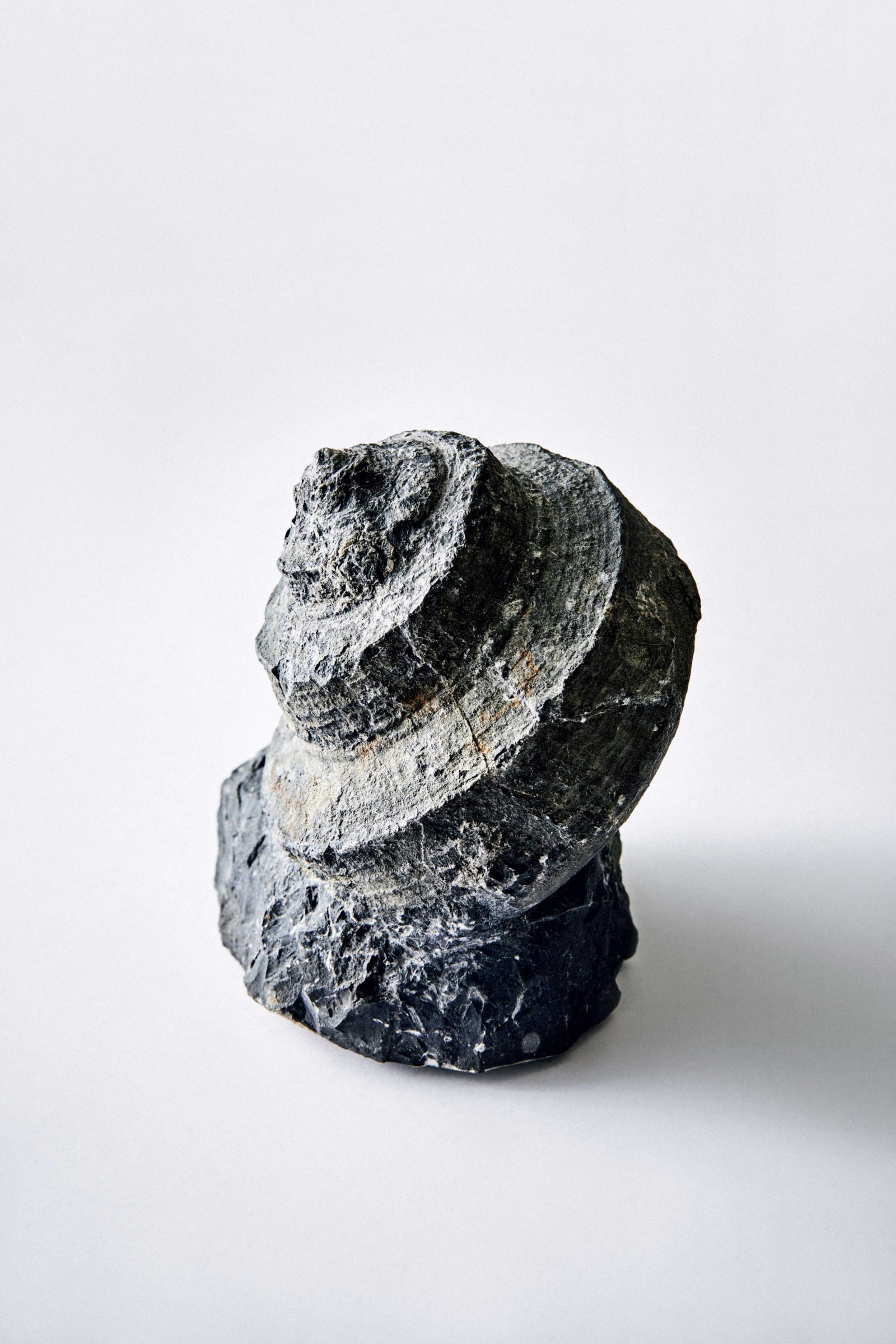 オキナエビスの化石