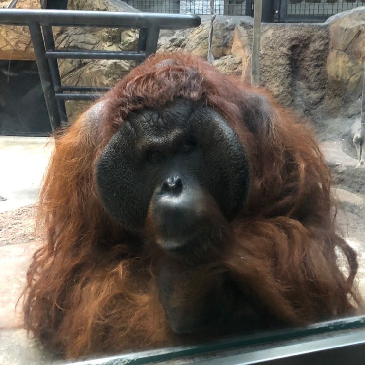 【#1】お気に入りの動物園