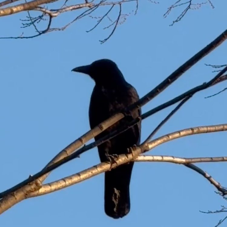 【#4】野鳥にちなんだ雑学はやく言いたい！