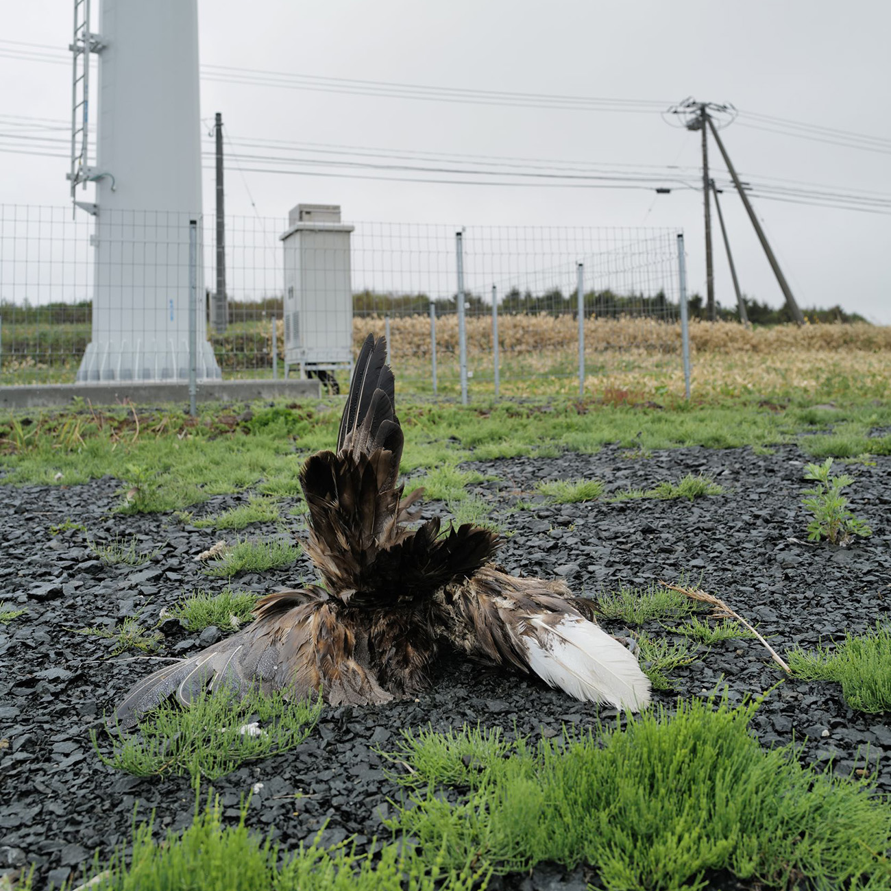 【#3】風力発電は地球に優しい『かざくるま』ではない？！