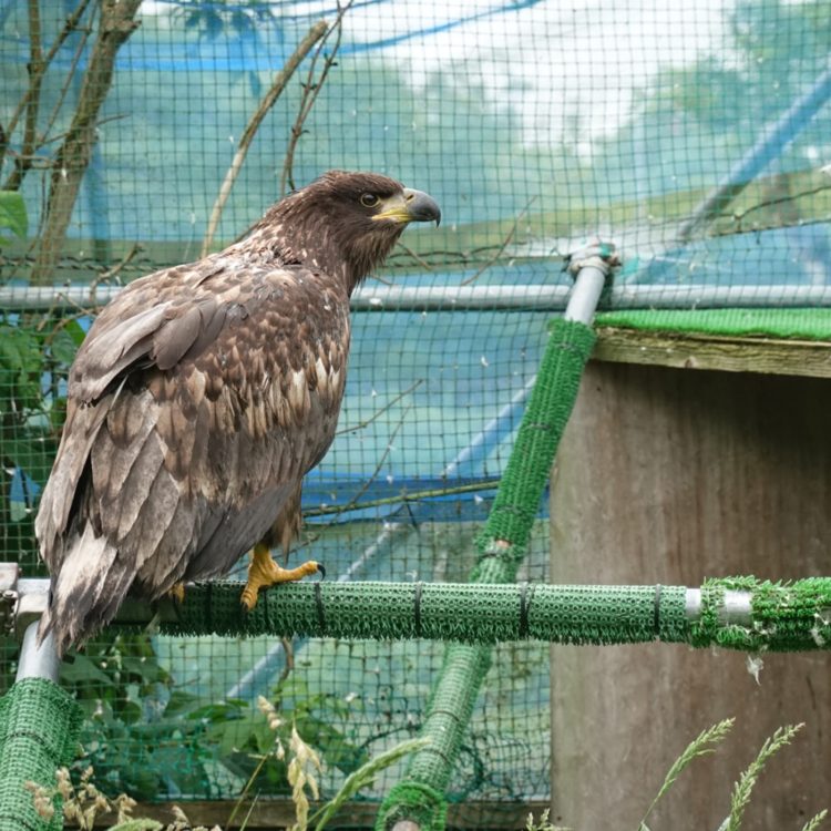 【#4】野生に帰れない動物たちの支え