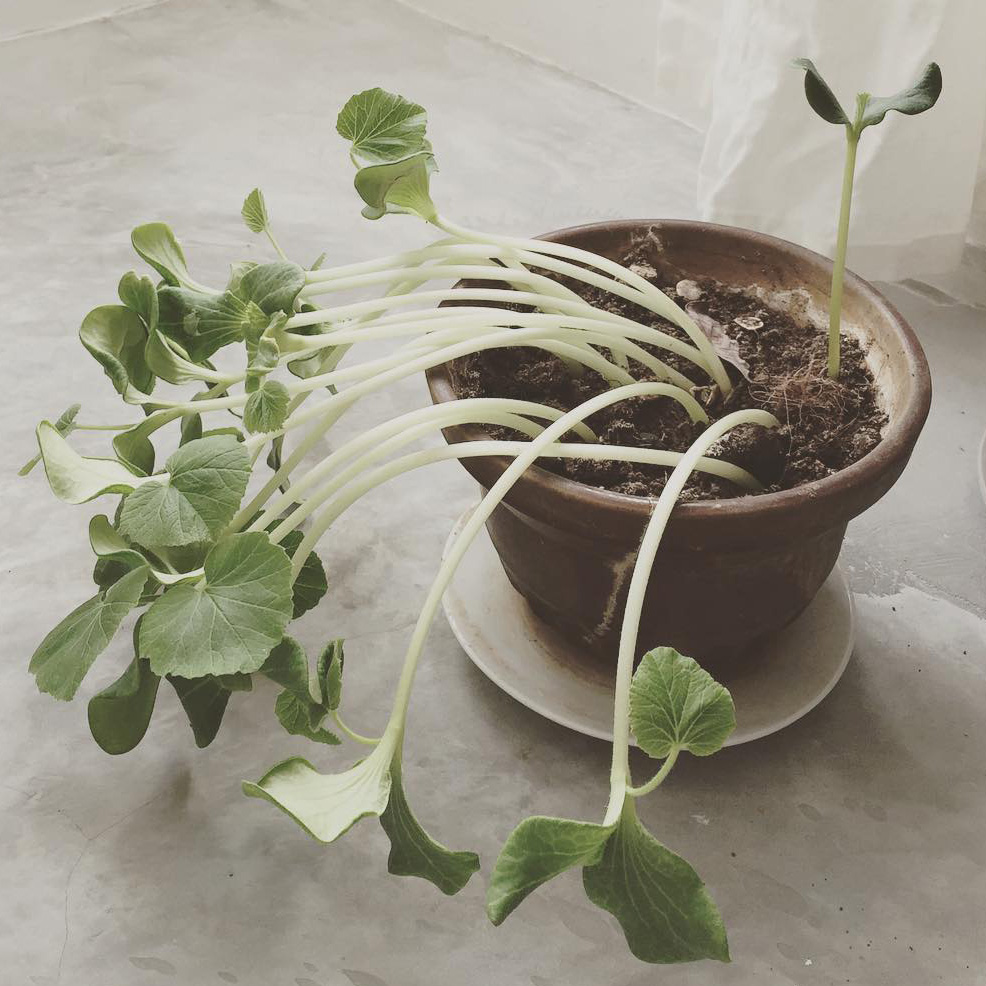 【#4】Plants