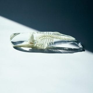 机の上のサイエンス。Vol.47