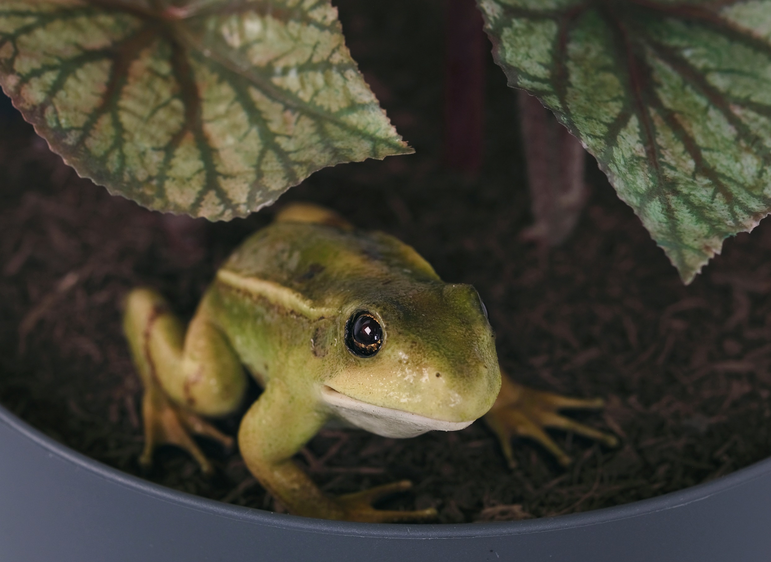 You Complete Me, or I see things you can?t see (A Frogs Tale), 2025
Courtesy the artist and TARO NASU, Tokyo. Photo:Ryan Gander Studio