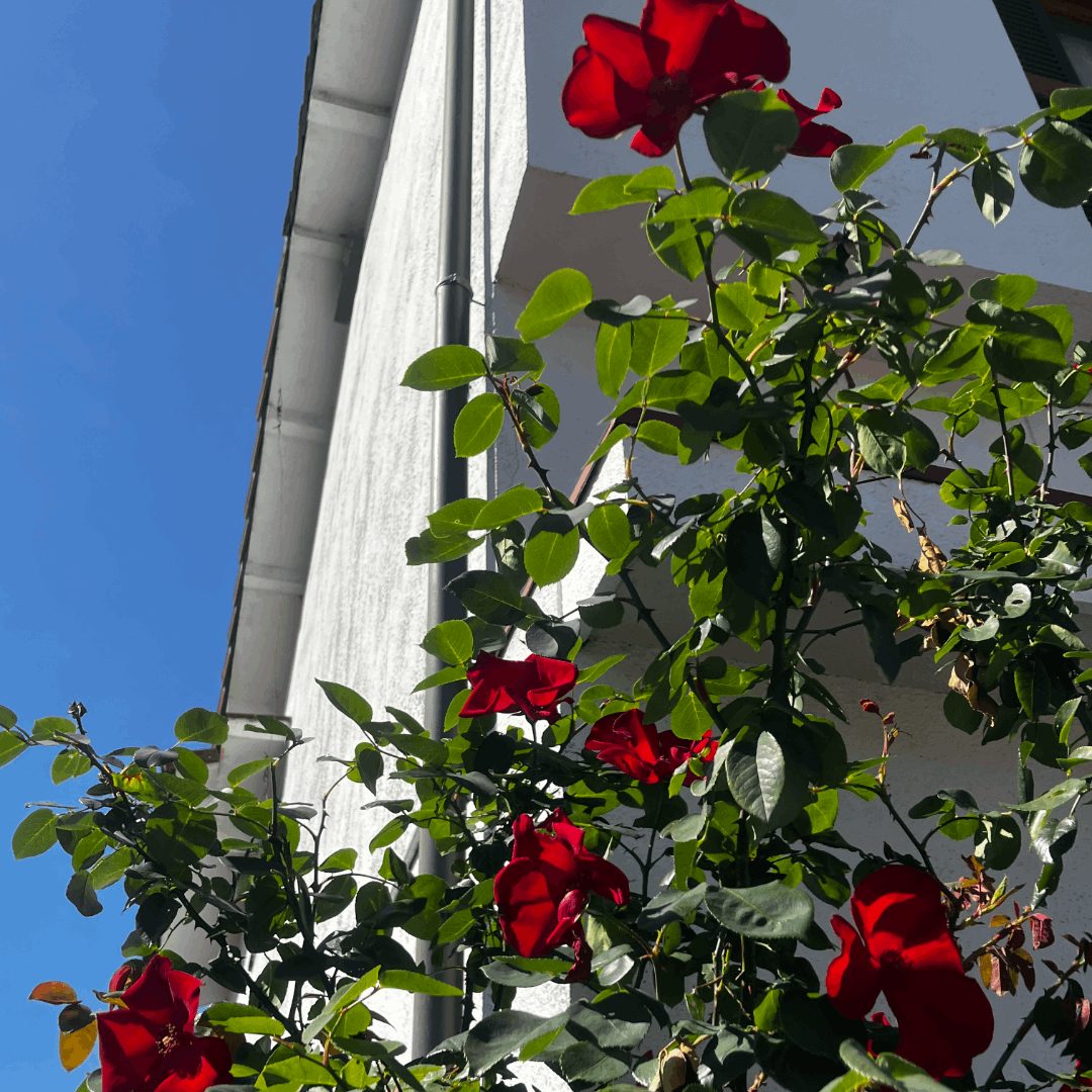 【#3】下界の薔薇