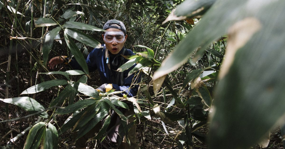 山菜採りを学ぶ／ヒメタケ編 | POPEYE Web | ポパイウェブ