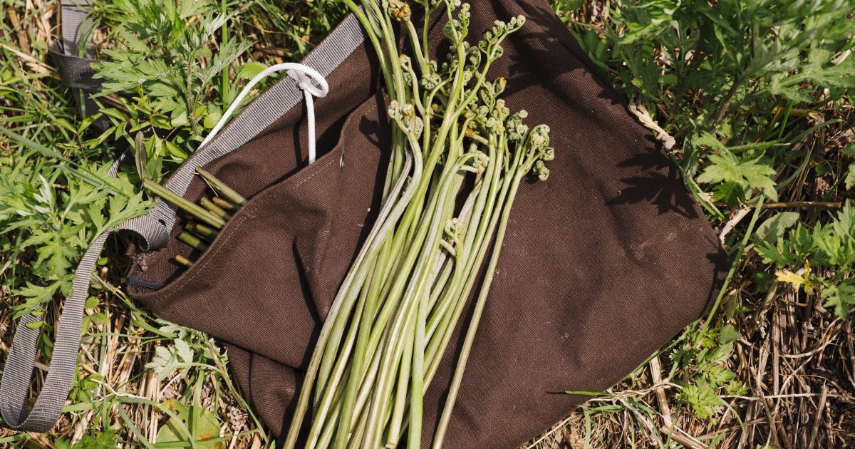 山菜採りを学ぶ／ワラビ編 | POPEYE Web | ポパイウェブ