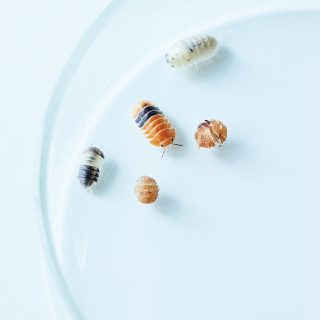 机の上のサイエンス。Vol.49