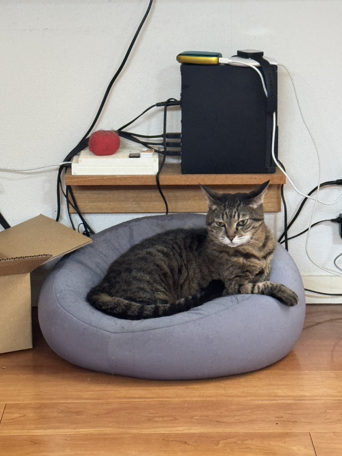 家の猫の話 Vol.17／文・ピエール瀧