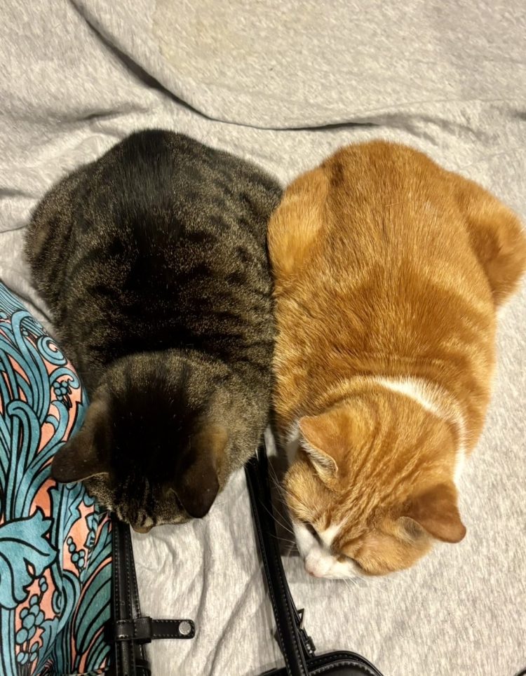 家の猫の話 Vol.21／文・ピエール瀧