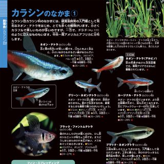 【#2】図鑑にのせる魚を撮る