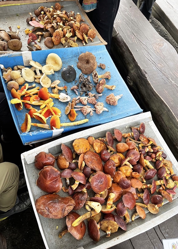 【#4】山のおみやげ／きのこ編