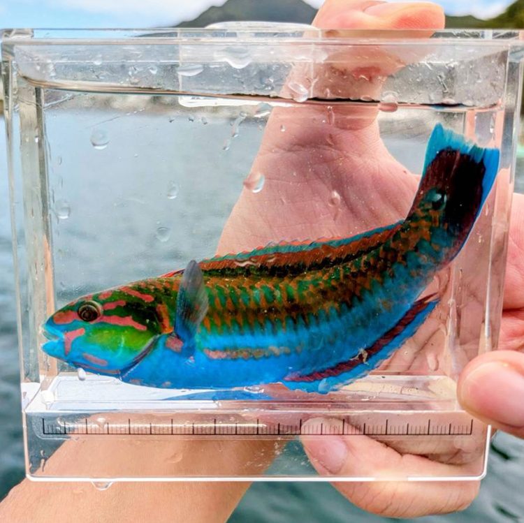 【#3】食べない釣りのススメ