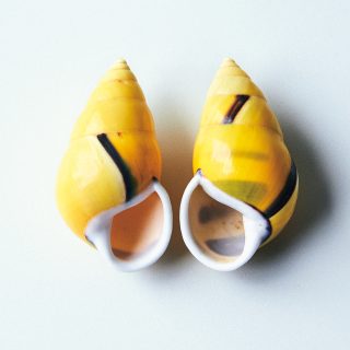 机の上のサイエンス。Vol.54