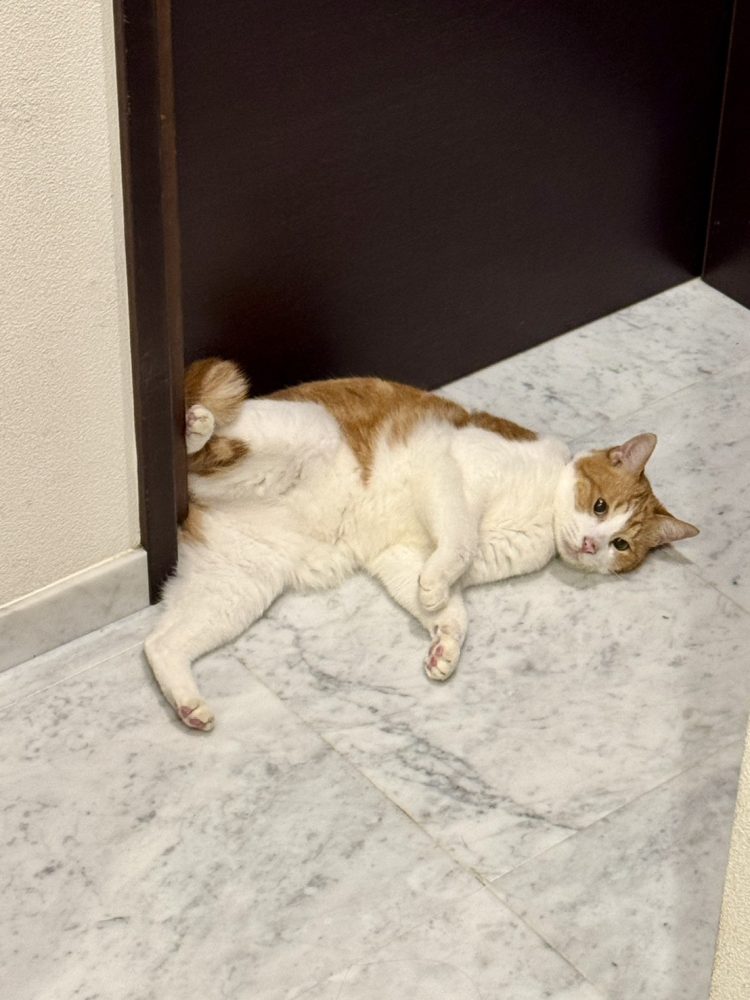 家の猫の話 Vol.22／文・ピエール瀧