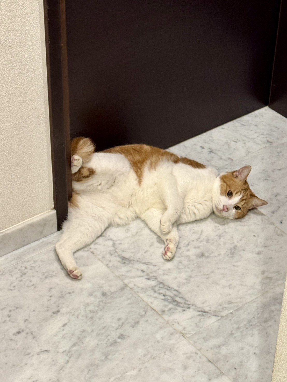 家の猫の話 Vol.22／文・ピエール瀧