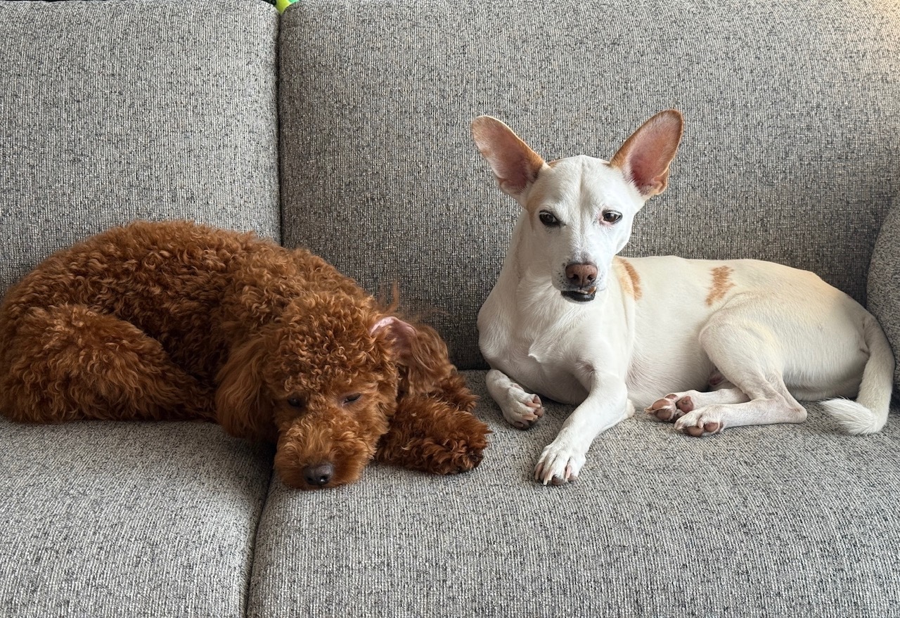 【#1】「犬」について