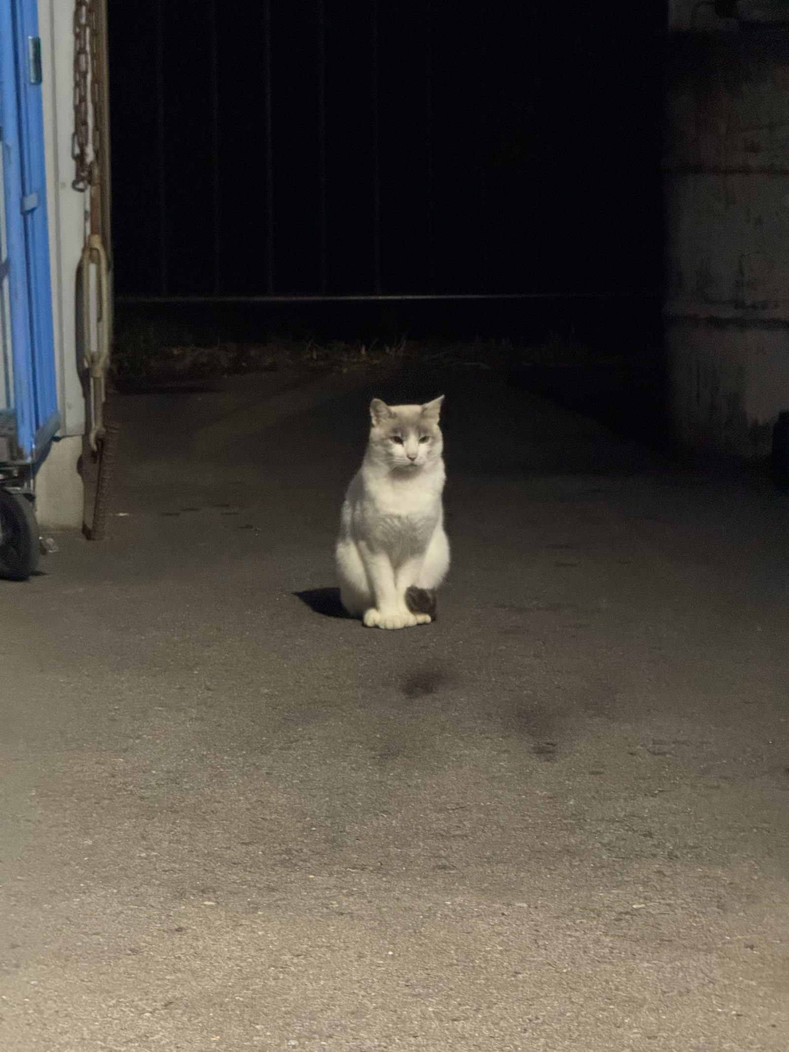 家の猫の話 Vol.23／文・ピエール瀧