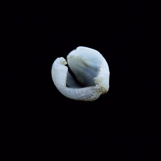 机の上のサイエンス。Vol.56