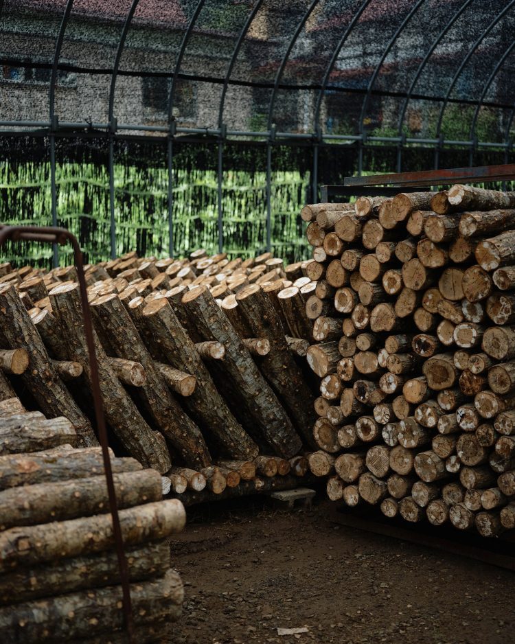 【#2】山ときのこと人／種菌？