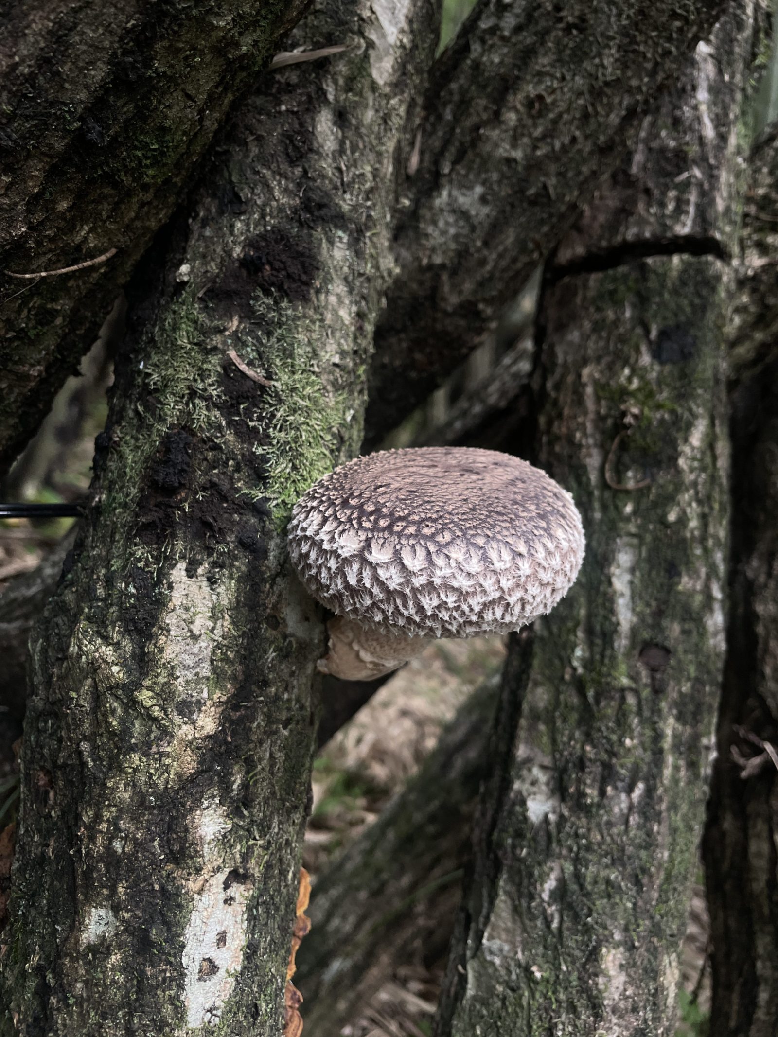 【#1】山ときのこと人／きのこの会社