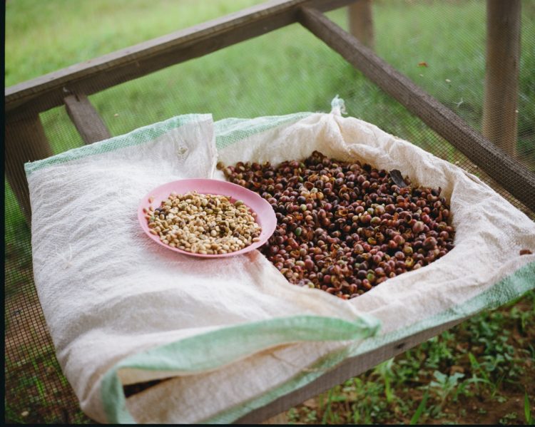 【#2】コーヒー農園へ