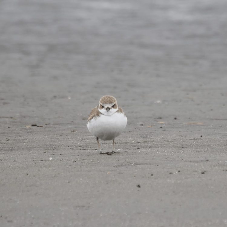 【#4】演技をする鳥