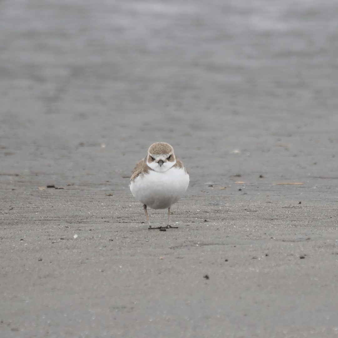 【#4】演技をする鳥