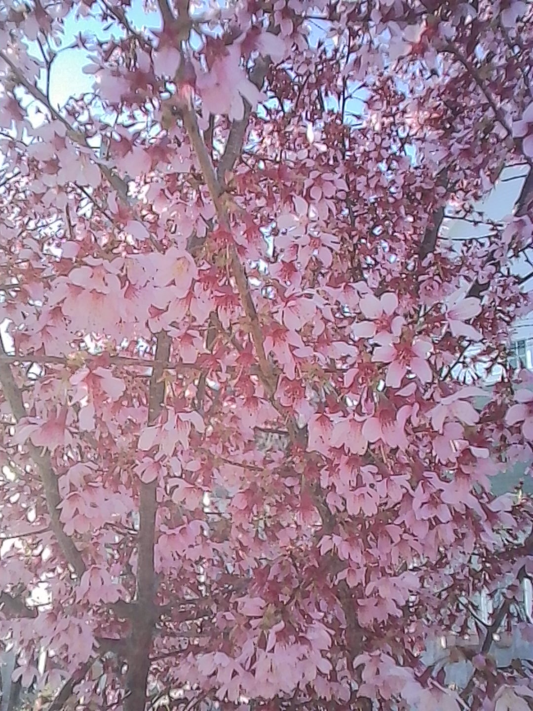 【#1】徒然草2026