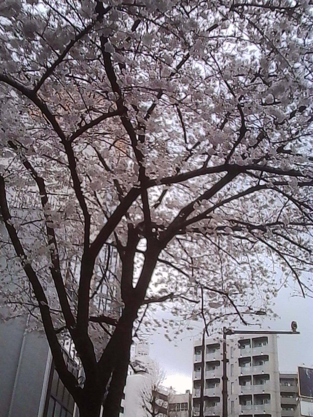 【#3】徒然草2026