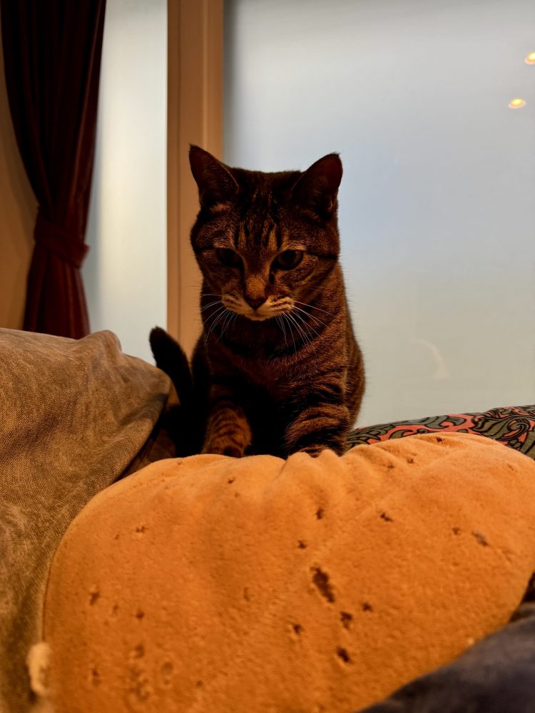 家の猫の話 Vol.26／文・ピエール瀧