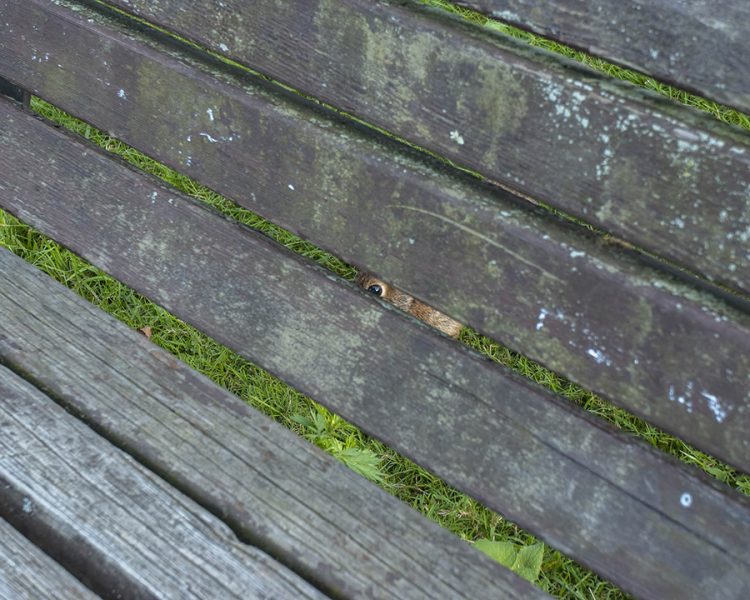 エド・パナール写真展「Animals That Saw Me」に行く。