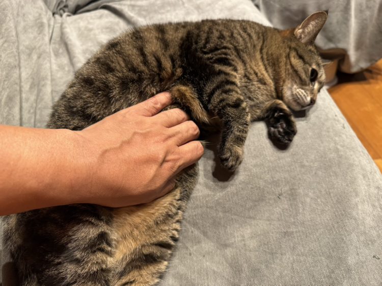 家の猫の話 Vol.27／文・ピエール瀧