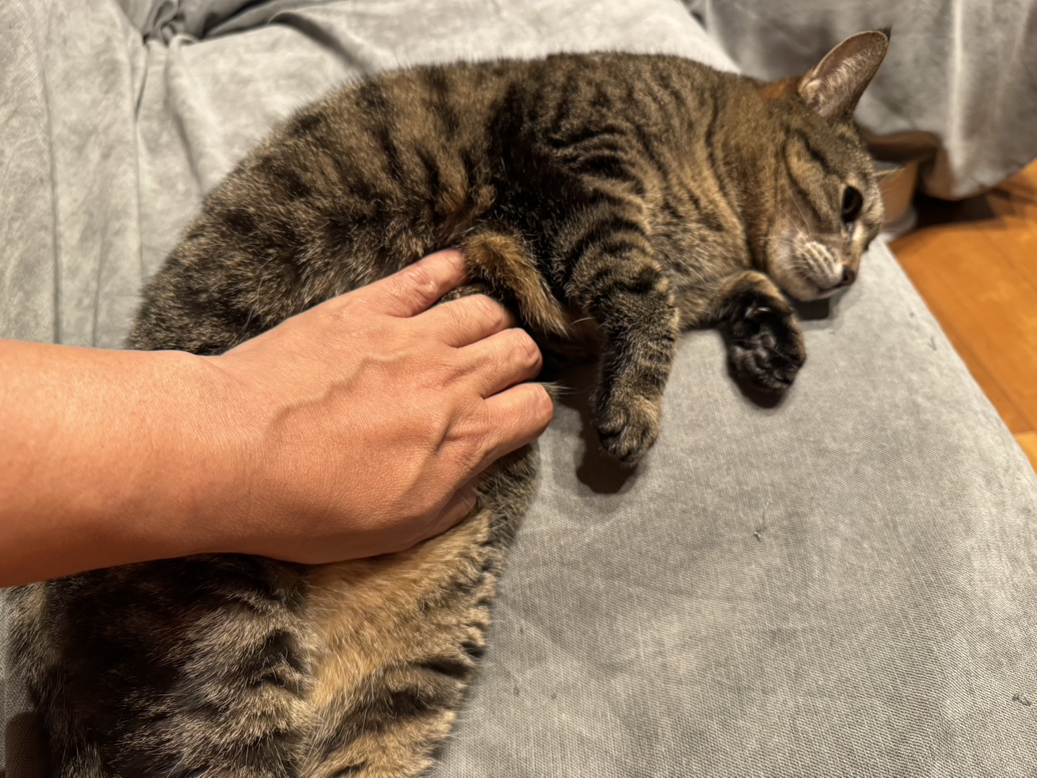 家の猫の話 Vol.27／文・ピエール瀧