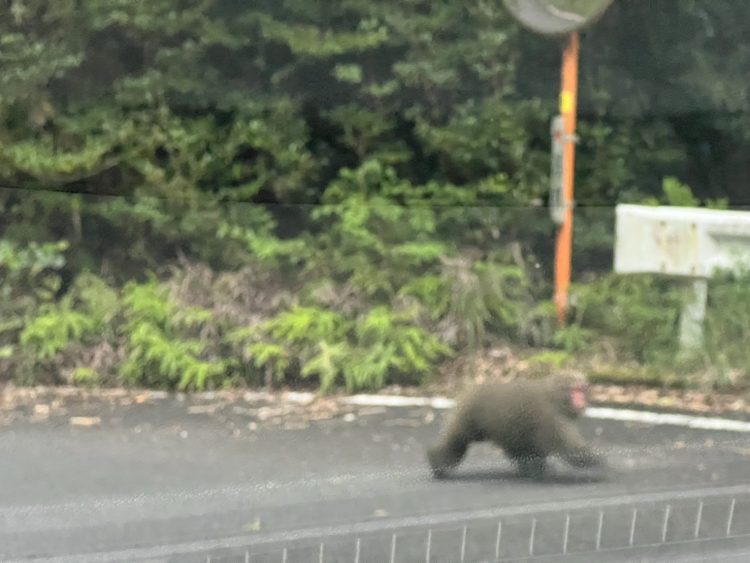 【#3】ここ屋久島だよね？