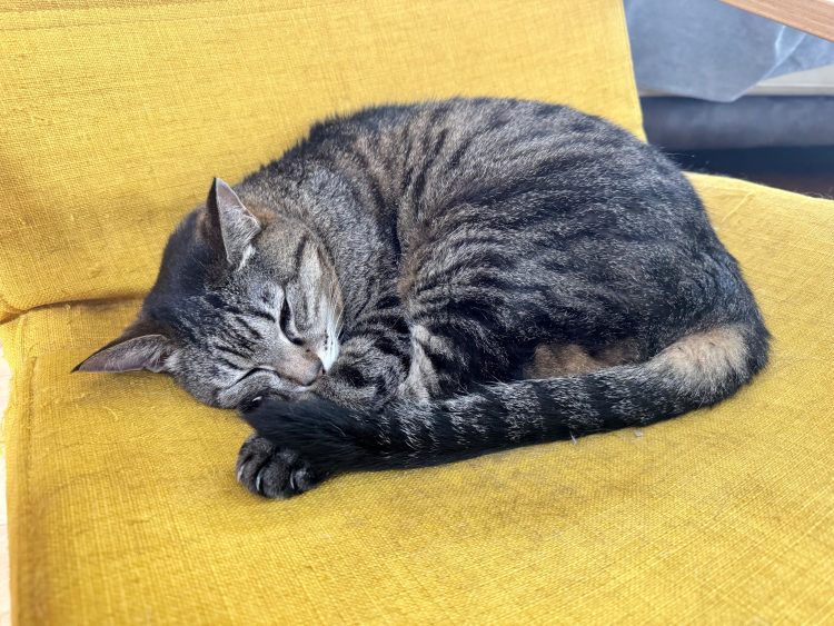 家の猫の話 Vol.29／文・ピエール瀧