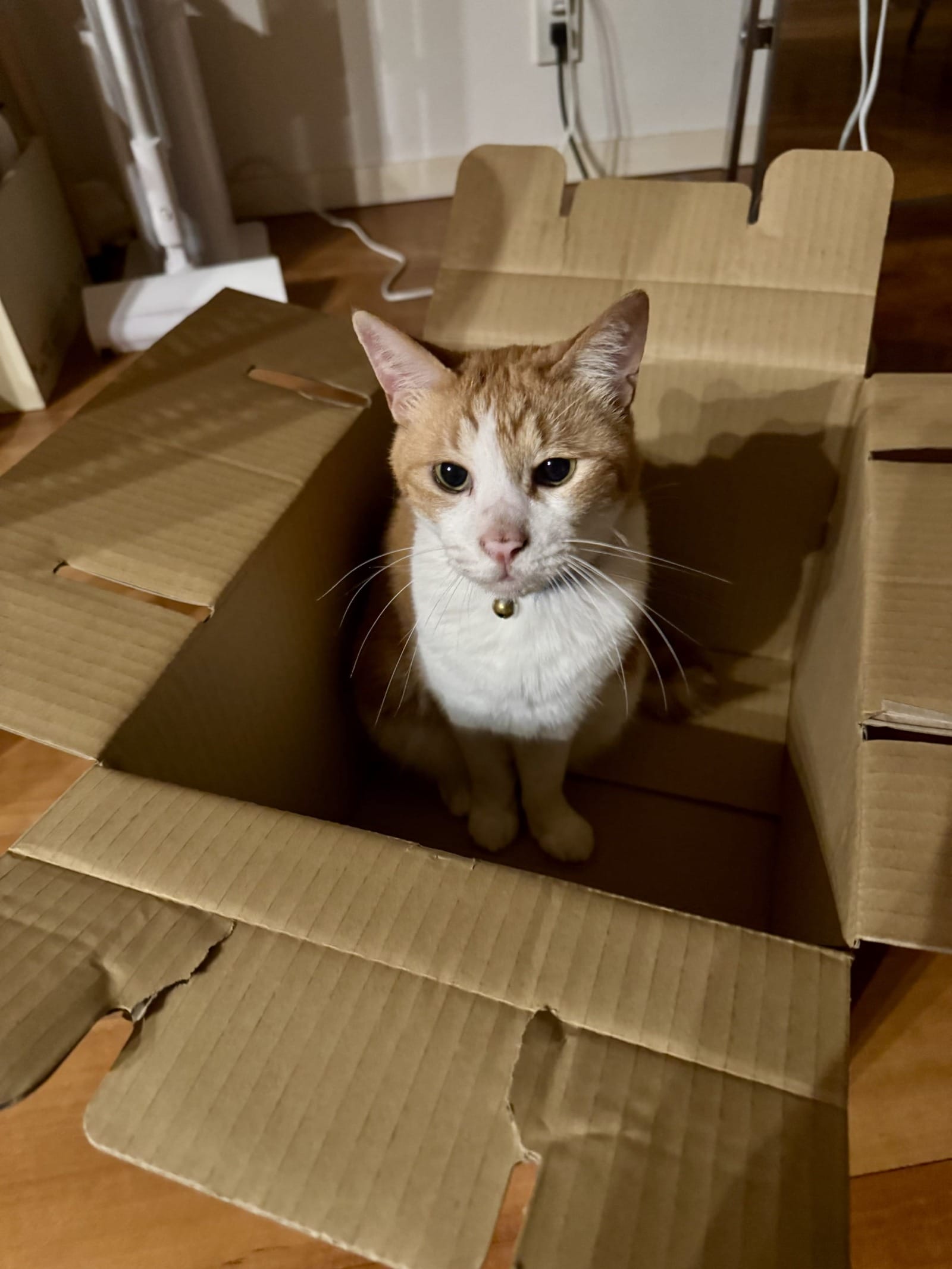 家の猫の話 Vol.30／文・ピエール瀧