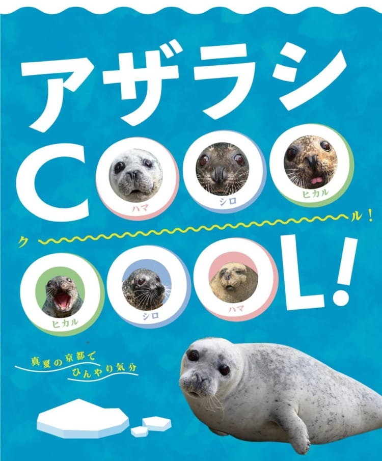 「アザラシCOOOOOOL！」に行く。