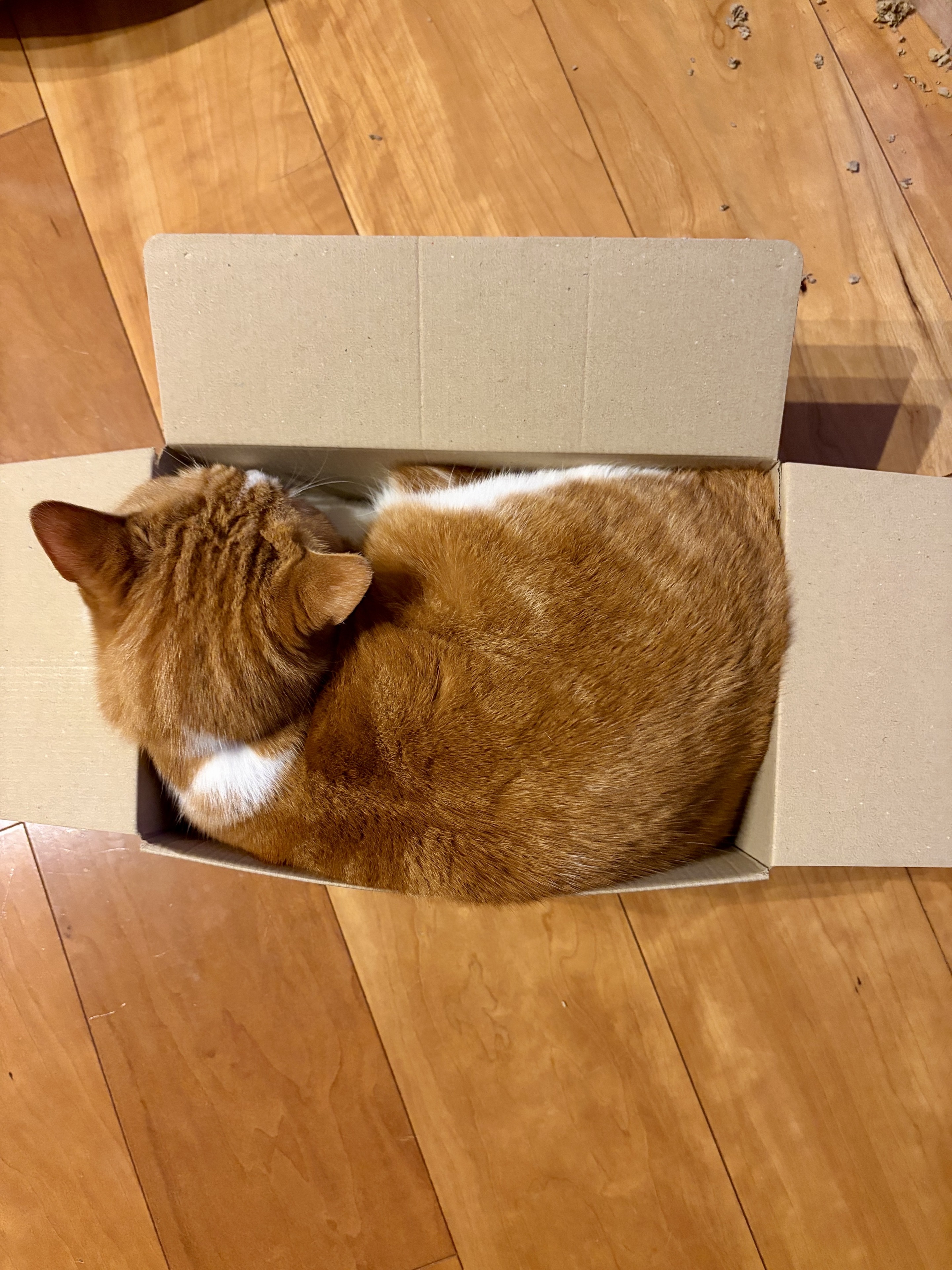 家の猫の話 Vol.32／文・ピエール瀧